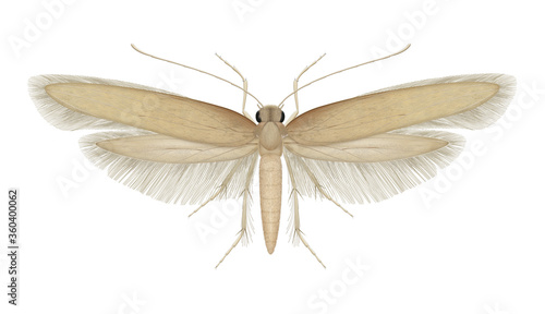 Tineola bisselliella. Common clothes moth photo