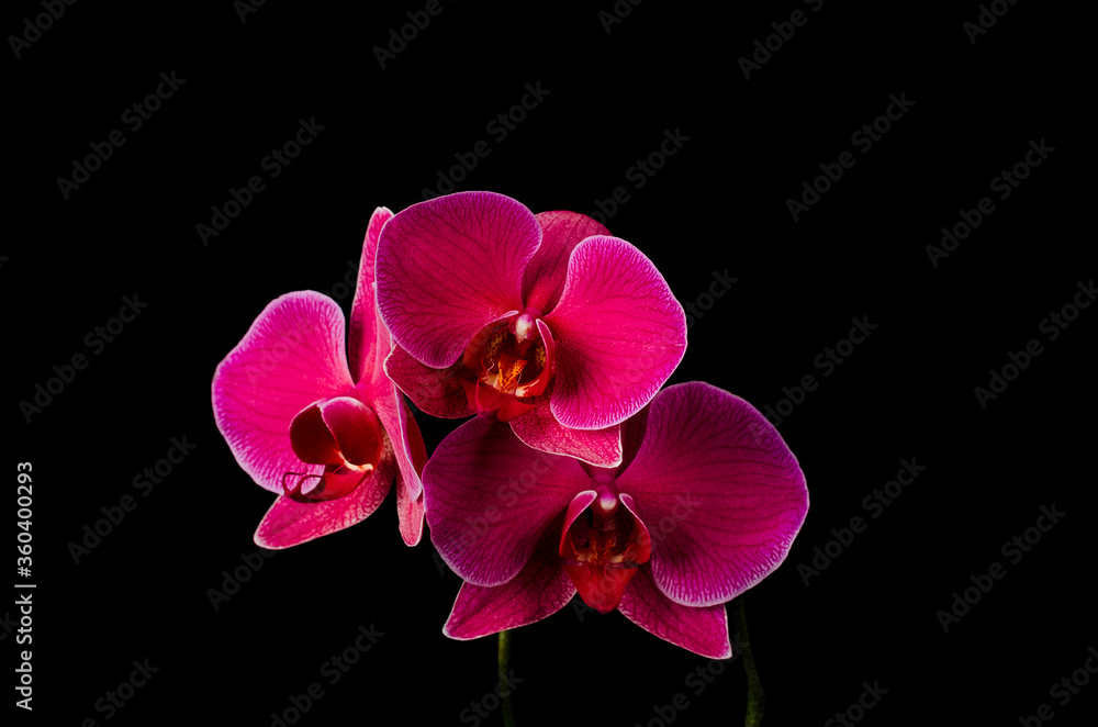 Naklejka premium red flower Orchid on a black background