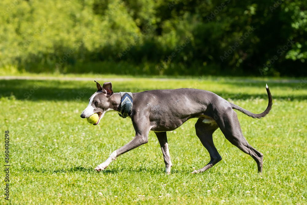 Dog breed hound