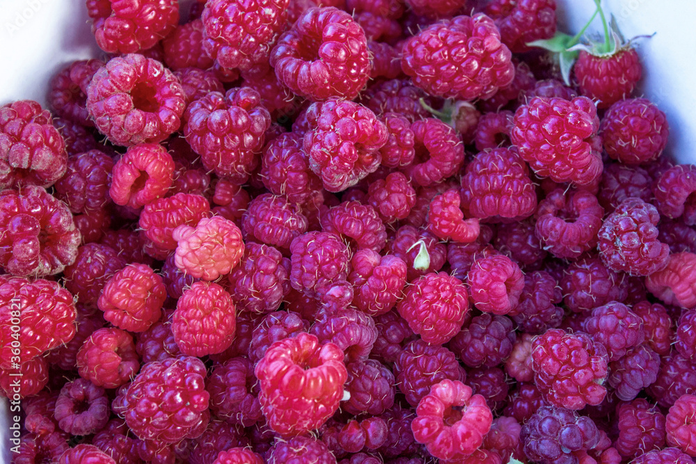 Ripe raspberries. Lots of juicy berries. Fresh crop. Postcard, banner. Ripe raspberries. Lots of juicy berries. Fresh crop. Postcard, banner.