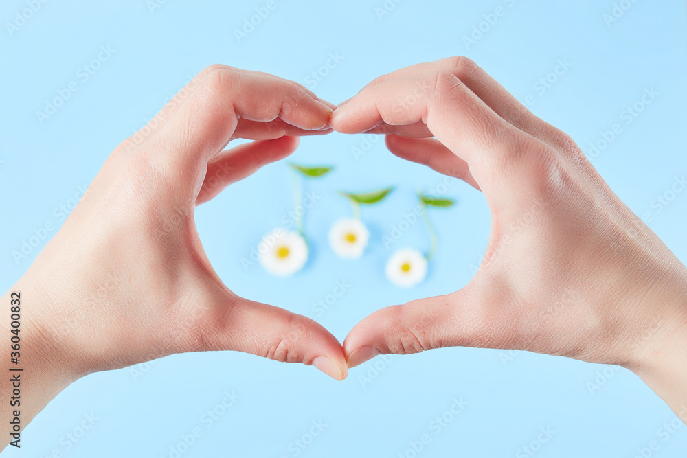 chamomile flowers and hand in the shap of heart on a blue background. Springtime and music lovers concept. chamomile flowers and hand in the shap of heart on a blue background. Springtime and music lovers concept.