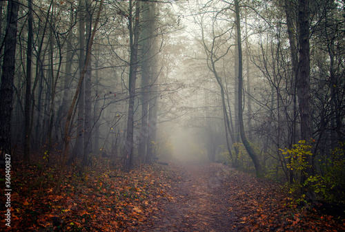 Fototapeta Naklejka Na Ścianę i Meble -  misty forest  in the morning 
