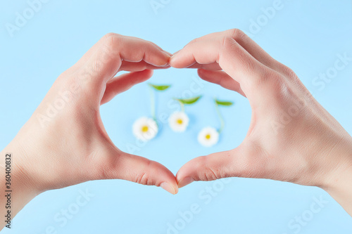 chamomile flowers and hand in the shap of heart on a blue background. Springtime and music lovers concept.