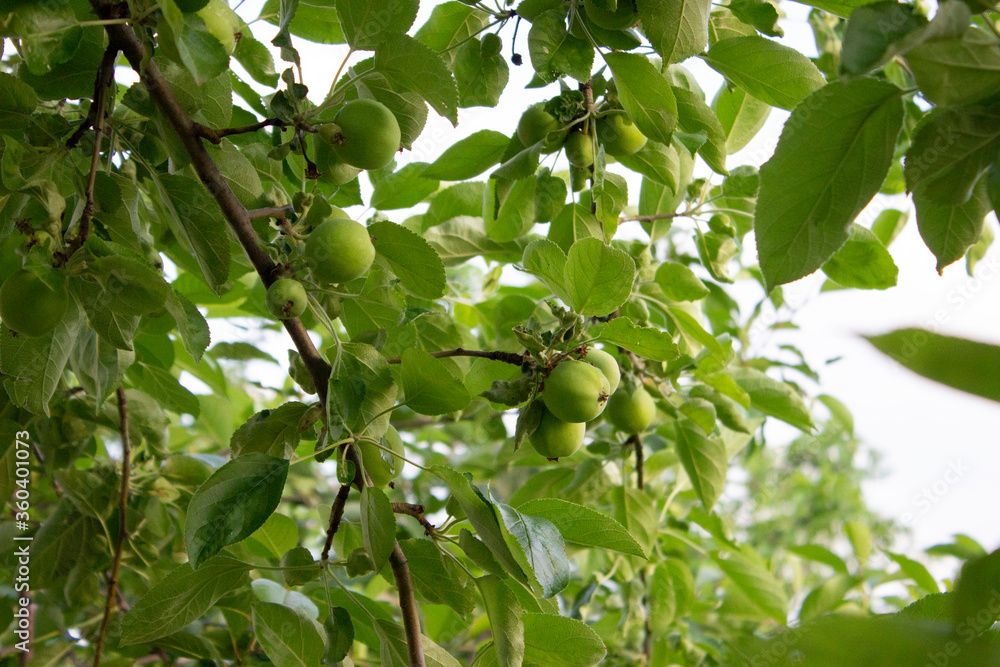 Green apples on a tree. Many fruits on green branches. Late spring.