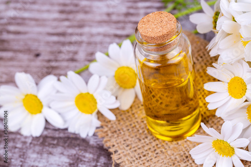 Essential oil in glass bottle with fresh chamomile flowers, beauty treatment.