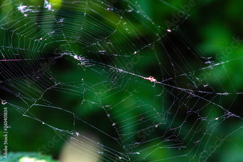 web between branches on a green background