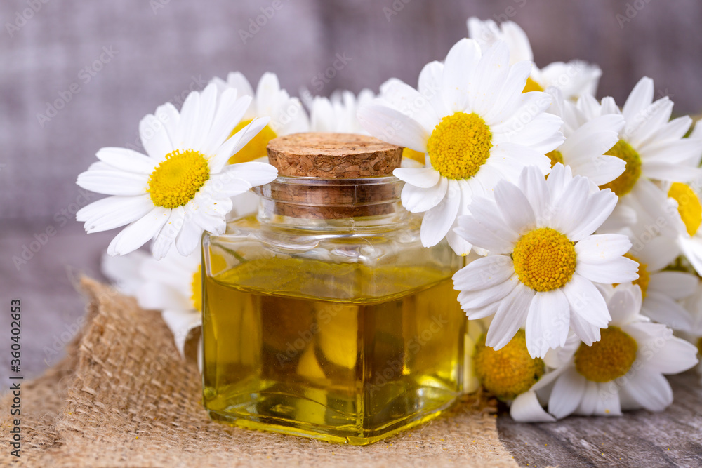 Essential oil in glass bottle with fresh chamomile flowers, beauty treatment.