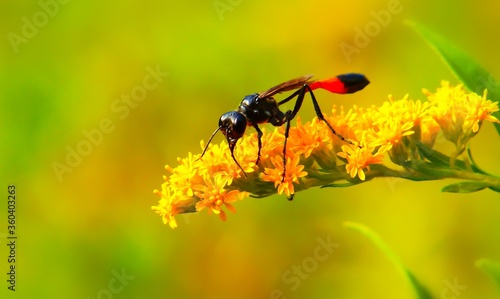 black fly on yellow flower high focus image