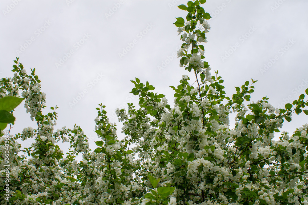 Fototapeta premium wild Apple blossom with white flowers