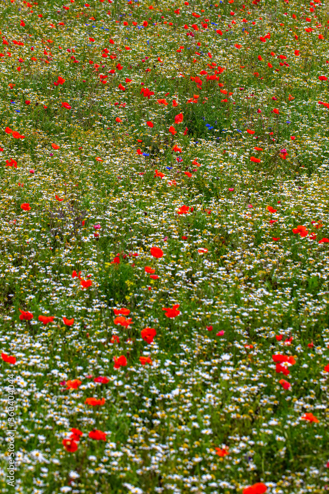 beautiful field of summer flowers 