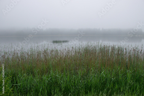 image of fog  view of the lake with white fog  reed contours in the foreground  blurred misty lake background