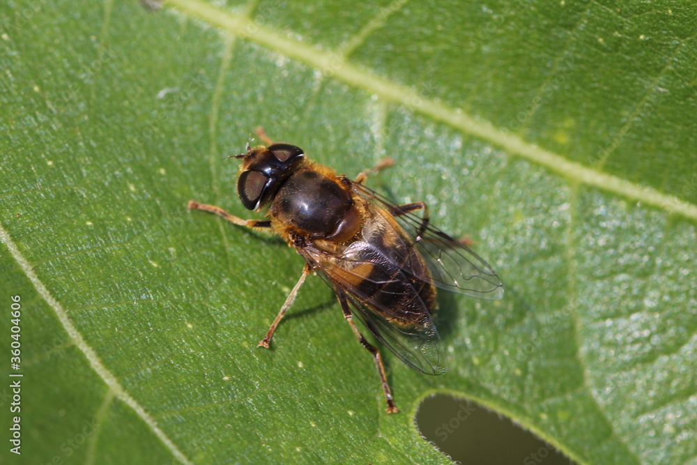 Kleine Keilfleckschwebfliege - Eristalis arbustorum Kleine Keilfleckschwebfliege - Eristalis arbustorum