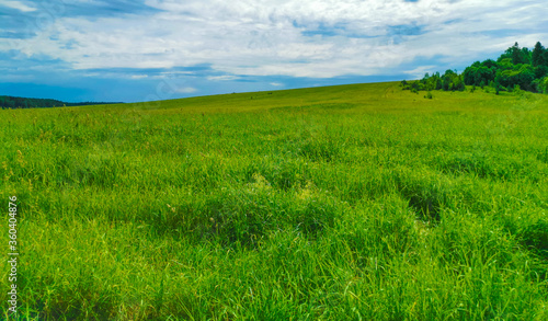 field with green grass against a cloudy sky © orlovphoto