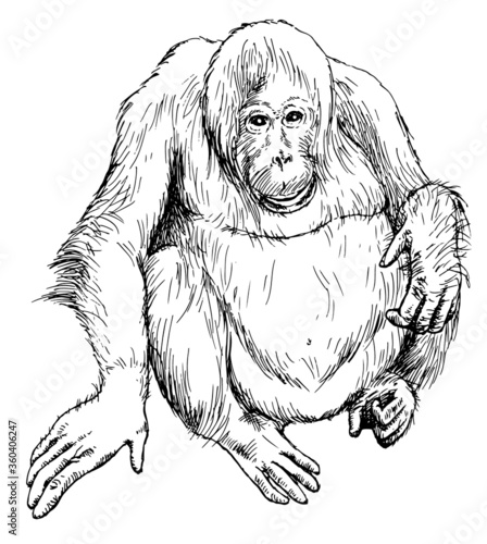 Hand drawn realistic sketch of orangutan. Vector illustration