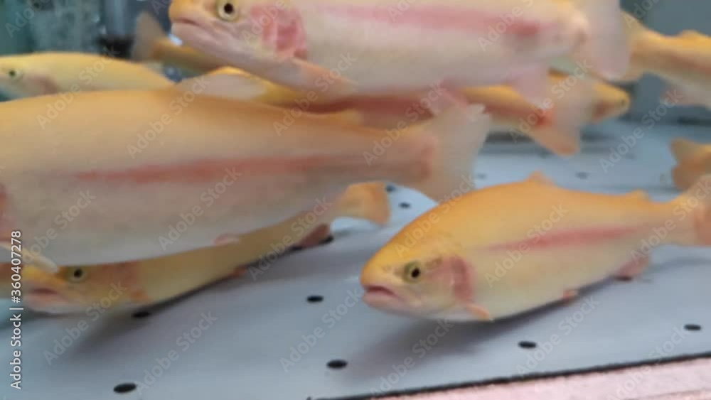 Amber trout in the supermarket aquarium. Yellow beautiful trout grown for sale. Fish swims in the fish Department of the store. Amber trout in the supermarket aquarium. Yellow beautiful trout grown for sale. Fish swims in the fish Department of the store.