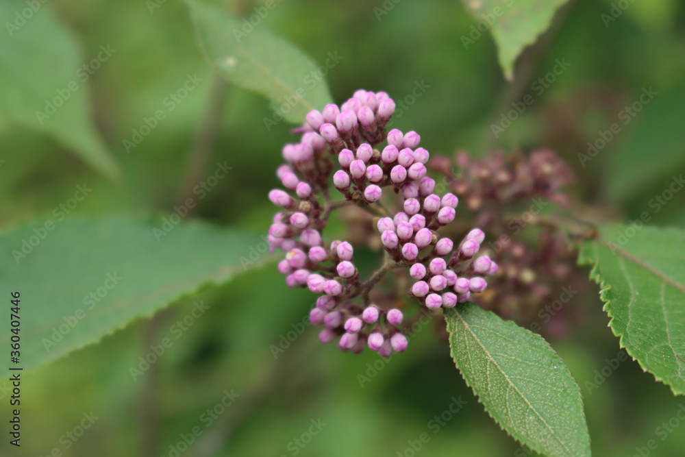Callicarpa bodinieri branch with many purple blossoms . Purple flower of Beautyberry on bush Callicarpa bodinieri branch with many purple blossoms . Purple flower of Beautyberry on bush