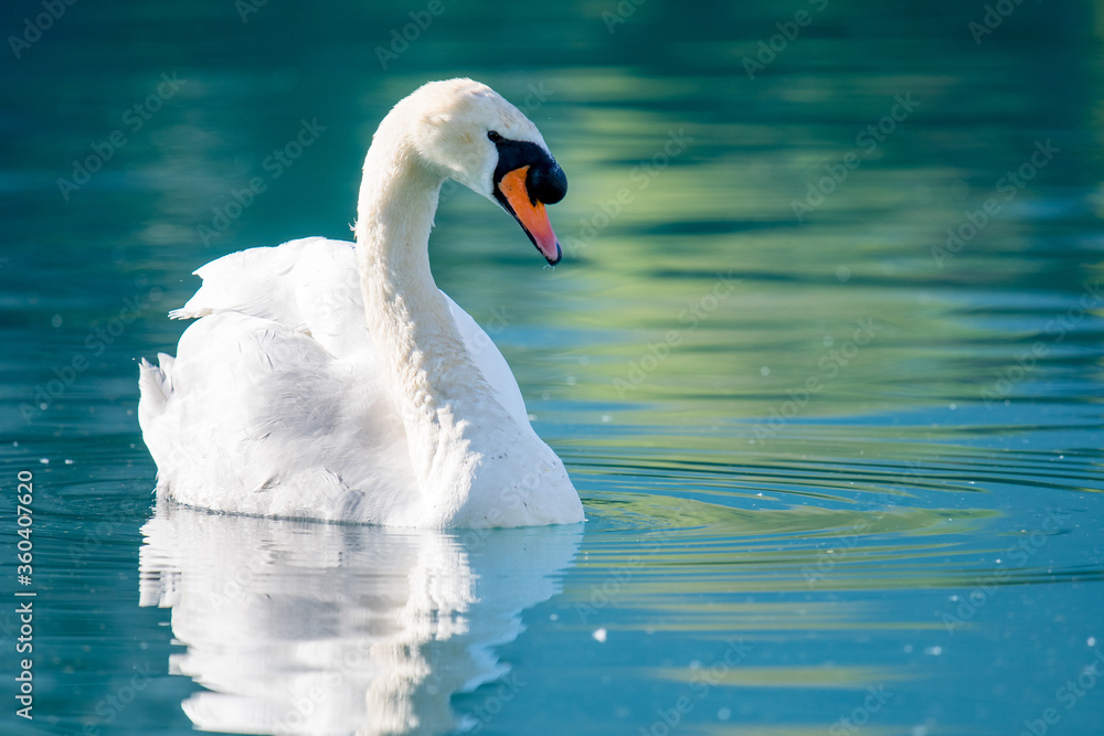 close up of a swan on turquoise colored Lake Brienz in Iseltwald close up of a swan on turquoise colored Lake Brienz in Iseltwald