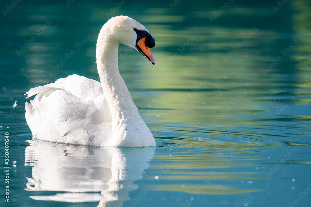 close up of a swan on turquoise colored Lake Brienz in Iseltwald close up of a swan on turquoise colored Lake Brienz in Iseltwald