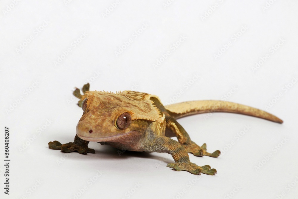 gecko on a white background