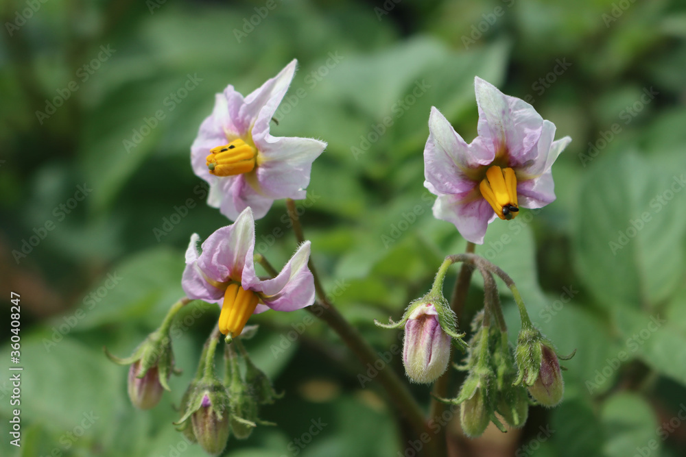 Flowering potato plant in the field. White flowers of Solanum tuberosum
Flowering potato plant in the field. White flowers of Solanum tuberosum