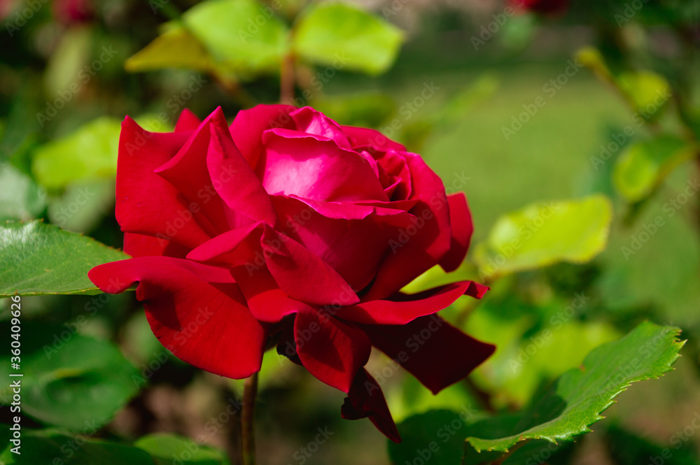 Wild beautiful red rose closeup