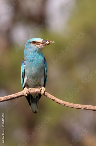 European roller with the last lights of day © Jesus