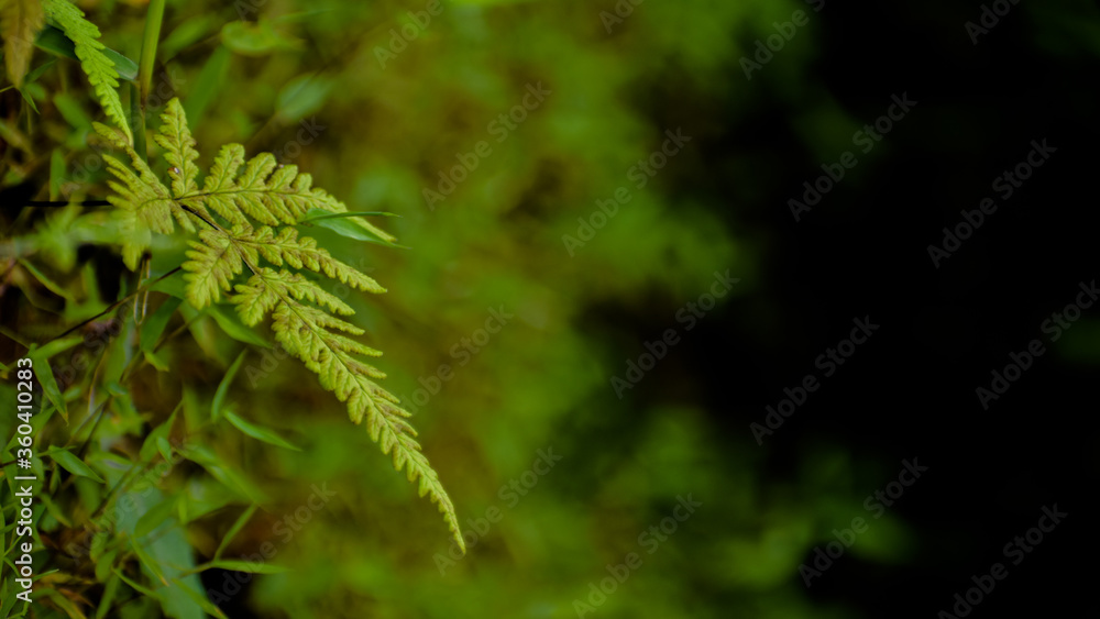 Beautiful Green Fern Leaves close up with nature background
