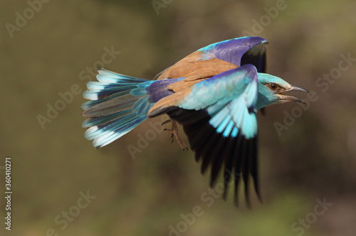 European roller flying with the last lights of the evening