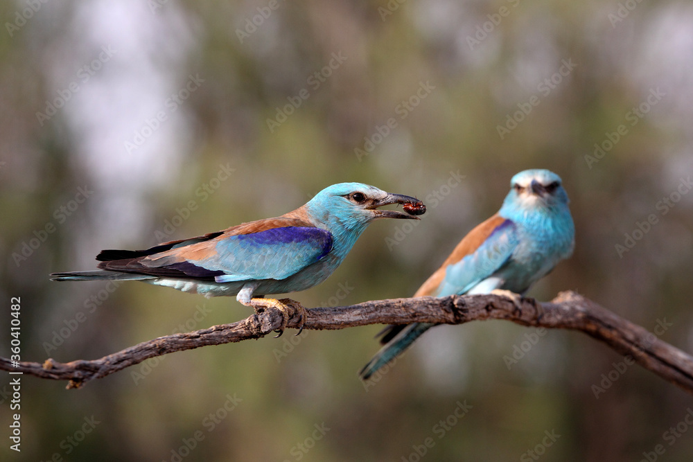 European roller with the last lights of day