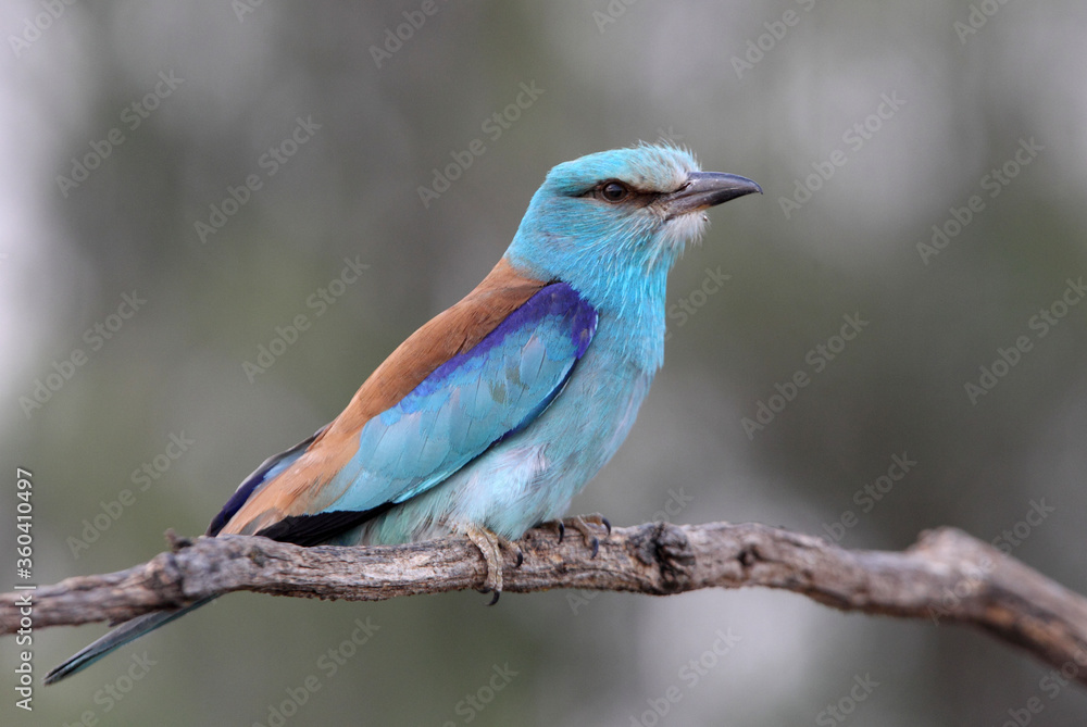 European roller with the last lights of day