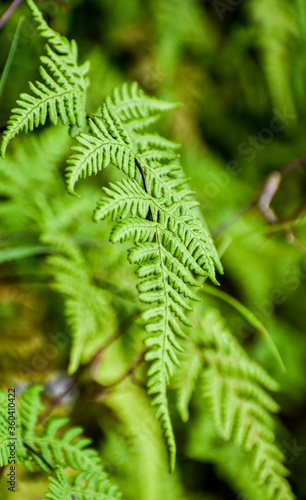 Beautiful Green Fern Leaves close up with nature background