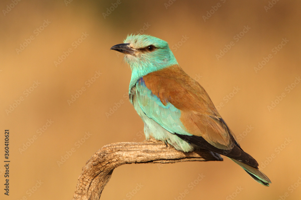 European roller with the last lights of day European roller with the last lights of day