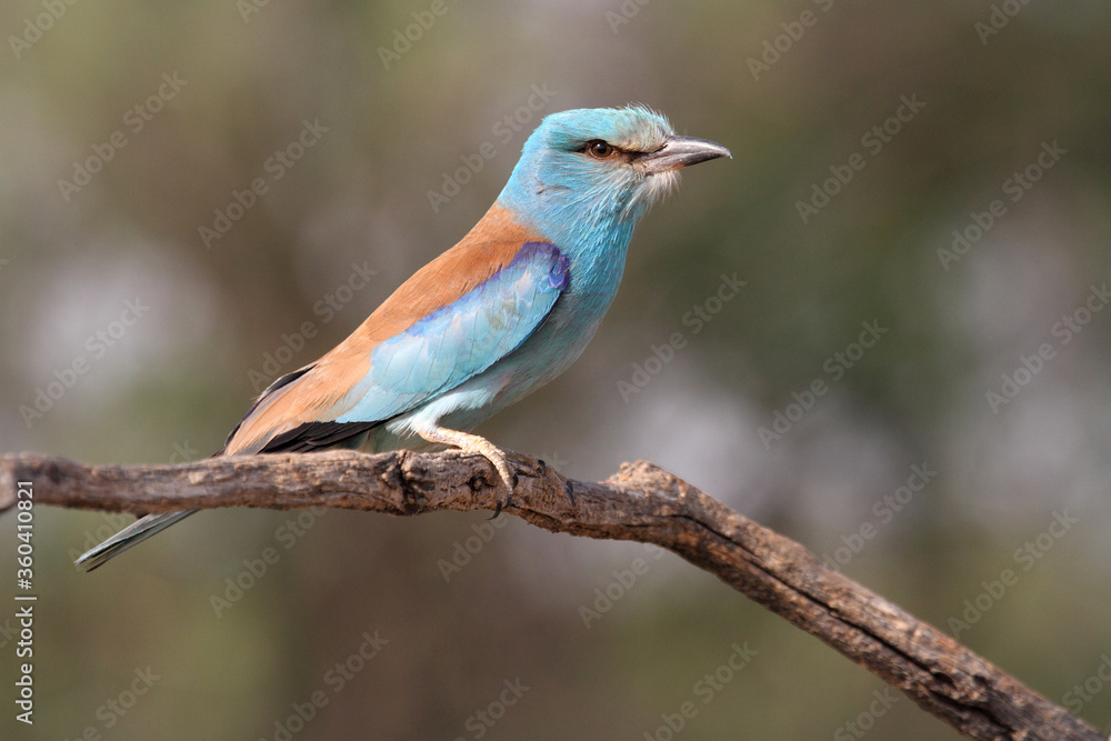 European roller with the last lights of day