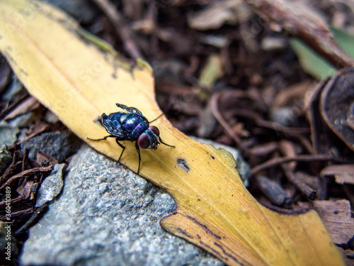 a colorful fly on a leaf close-up in the morning. photo