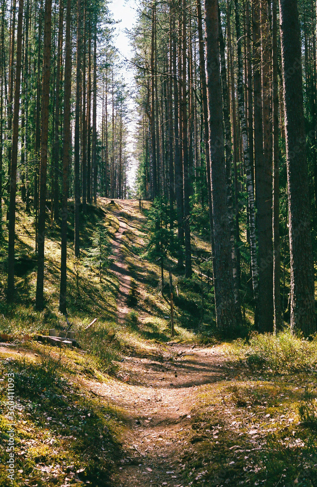 Footpath in the woods under the sun rays. Film photography