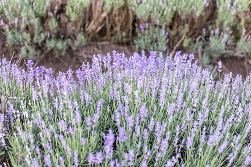 Lavender flowers at bloomed purple lavender field before sunset. Selective focus.