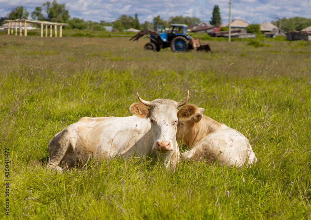 White cow in a meadow in the village in summer