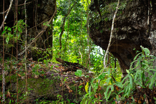 Green plants in the tropical rain forest of Colombia.