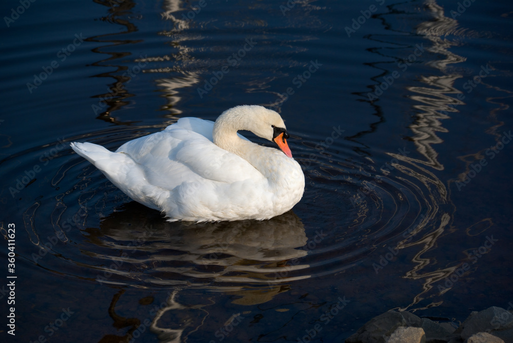 Obraz premium White swan reflected in the calm water of its natural habitat floats peacefully in a circle of ripples bathed in evening sunlight