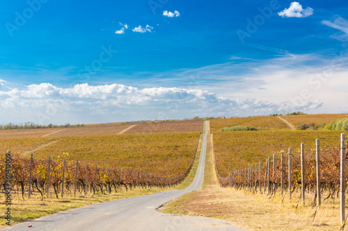 Vineyards in Baranja photo