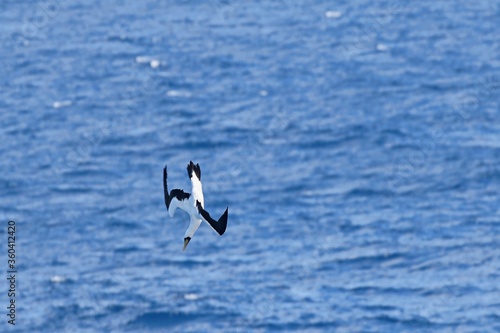 Albatros im Sturzflug