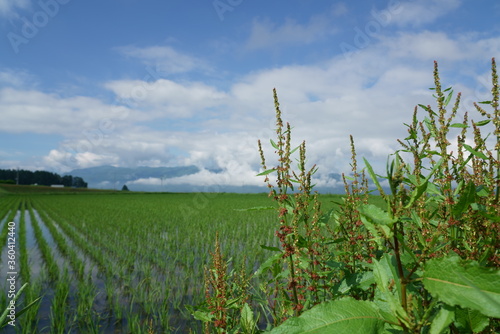 田植え後の水田が空とともに広がる風景