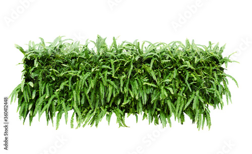 tuber sword fern isolated on white background. Fern bush in fabric square shape isolated on white. Clipping path included.