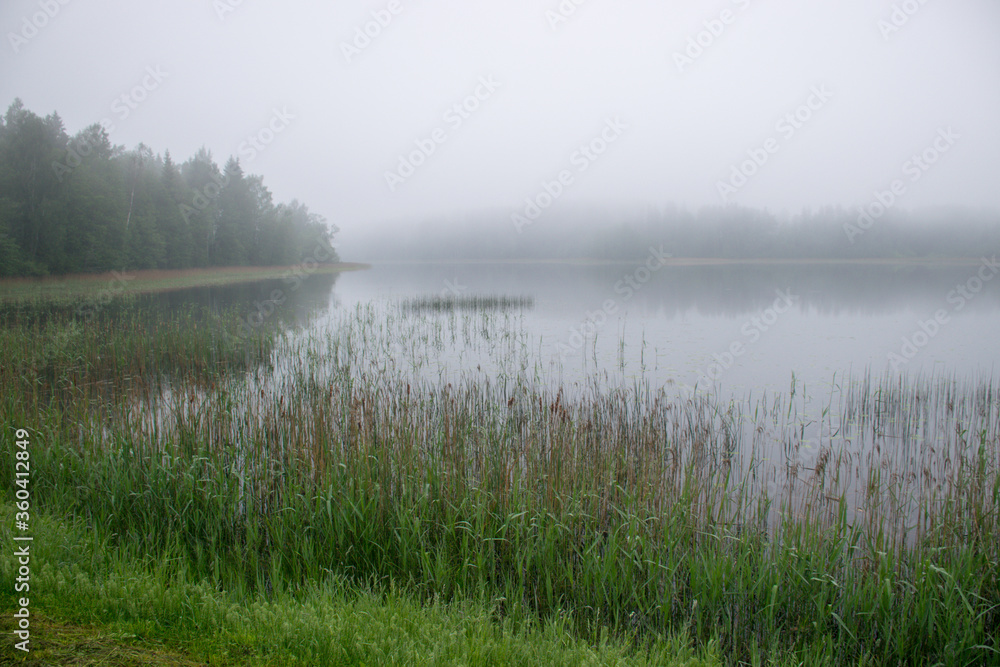 image of fog, view of the lake with white fog, reed contours in the foreground, blurred misty lake background image of fog, view of the lake with white fog, reed contours in the foreground, blurred misty lake background