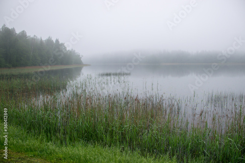 image of fog, view of the lake with white fog, reed contours in the foreground, blurred misty lake background