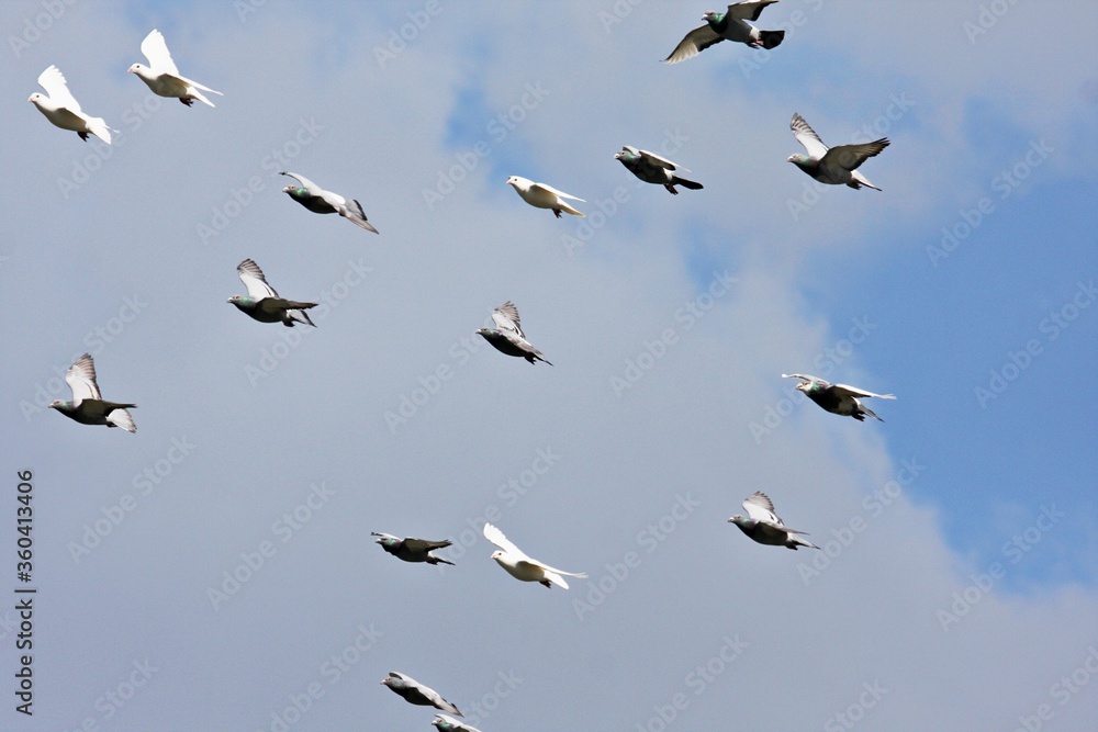 Fototapeta premium Taubenschwarm im Flug