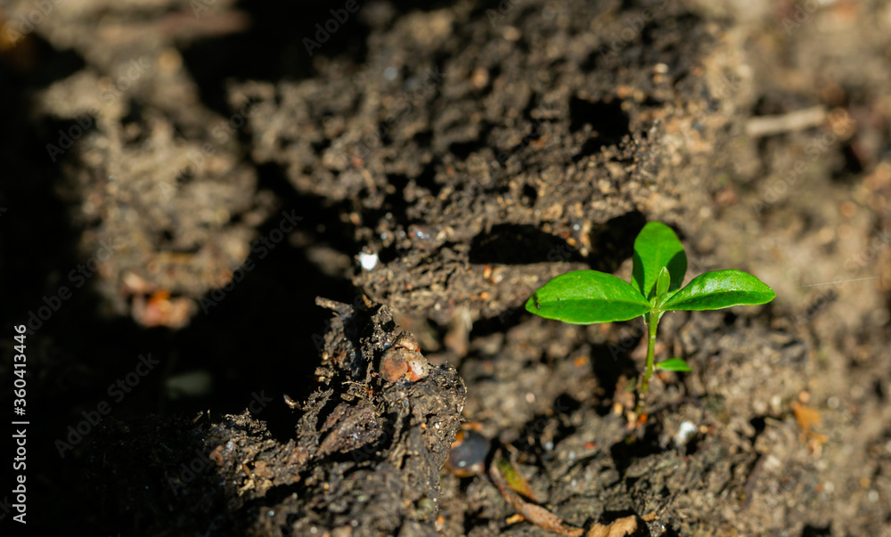 green leaf seedling on the ground
green leaf seedling on the ground