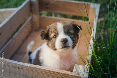 Thai Bangkaew Dog Puppies are in the wooden box on the grass photo