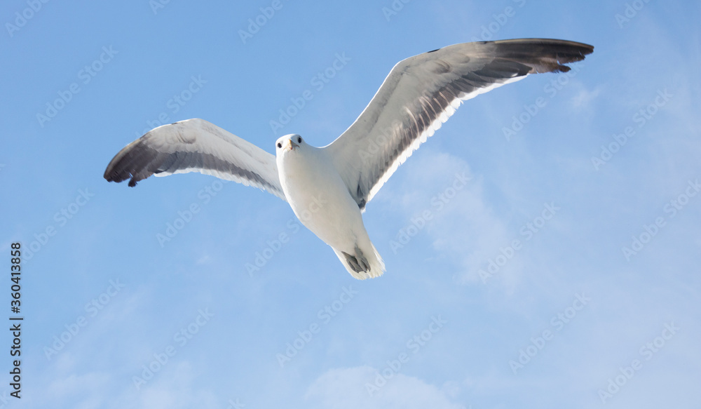 Obraz premium Blackbacked Gull bird flying over a blue sky.