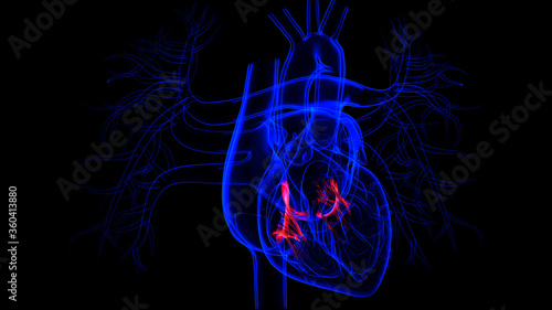 Human Heart Tricuspid and Bicuspid Valve For Medical Concept 3d Illustration
